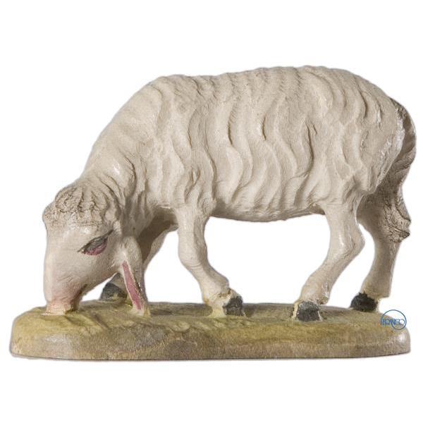 Schaf fressend - COLOR
