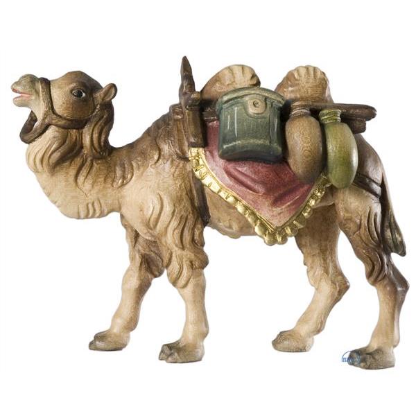 Camel with baggage - COLOR